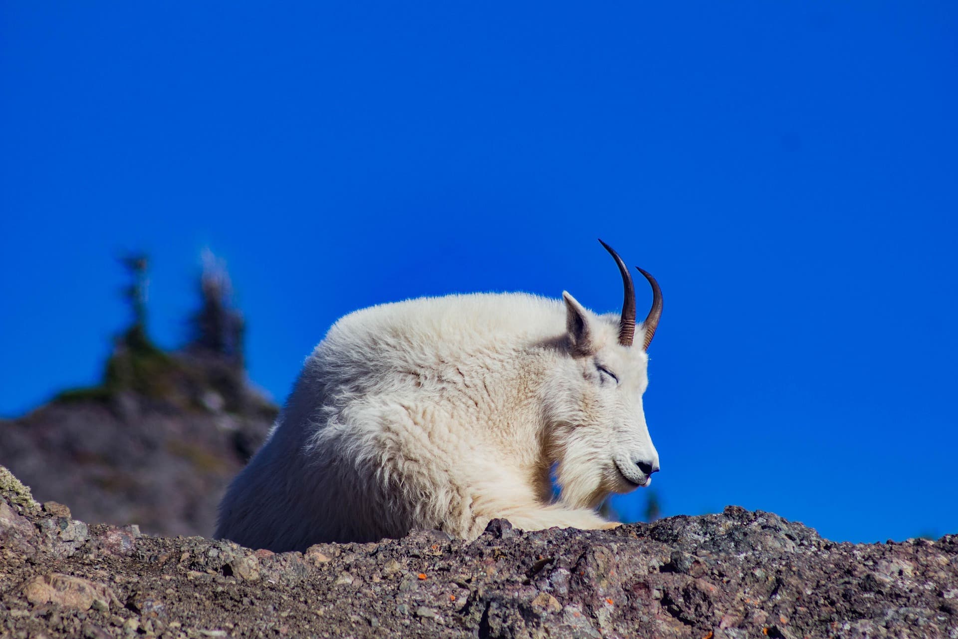 Sozat Goat