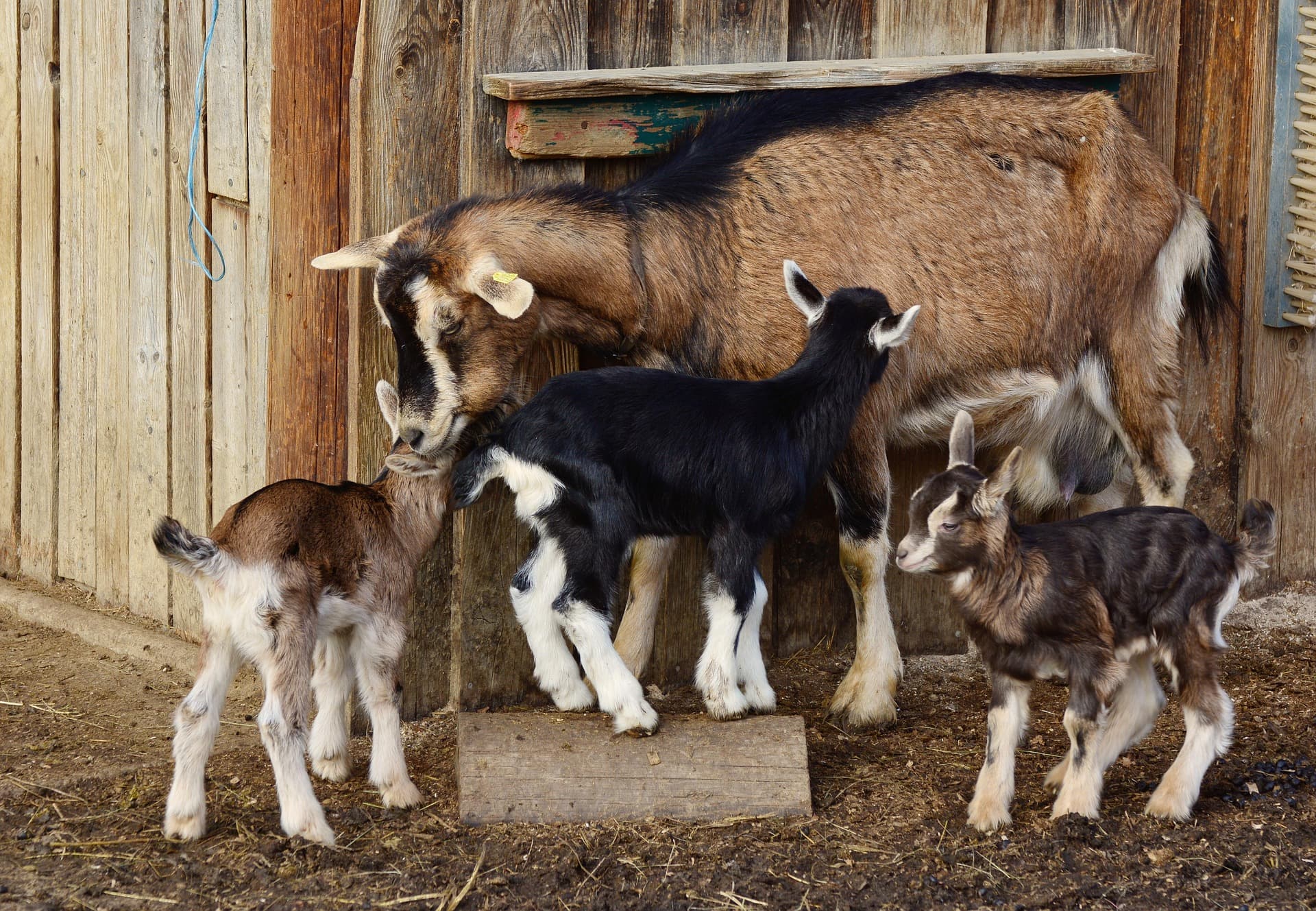 Jamunapari Goat