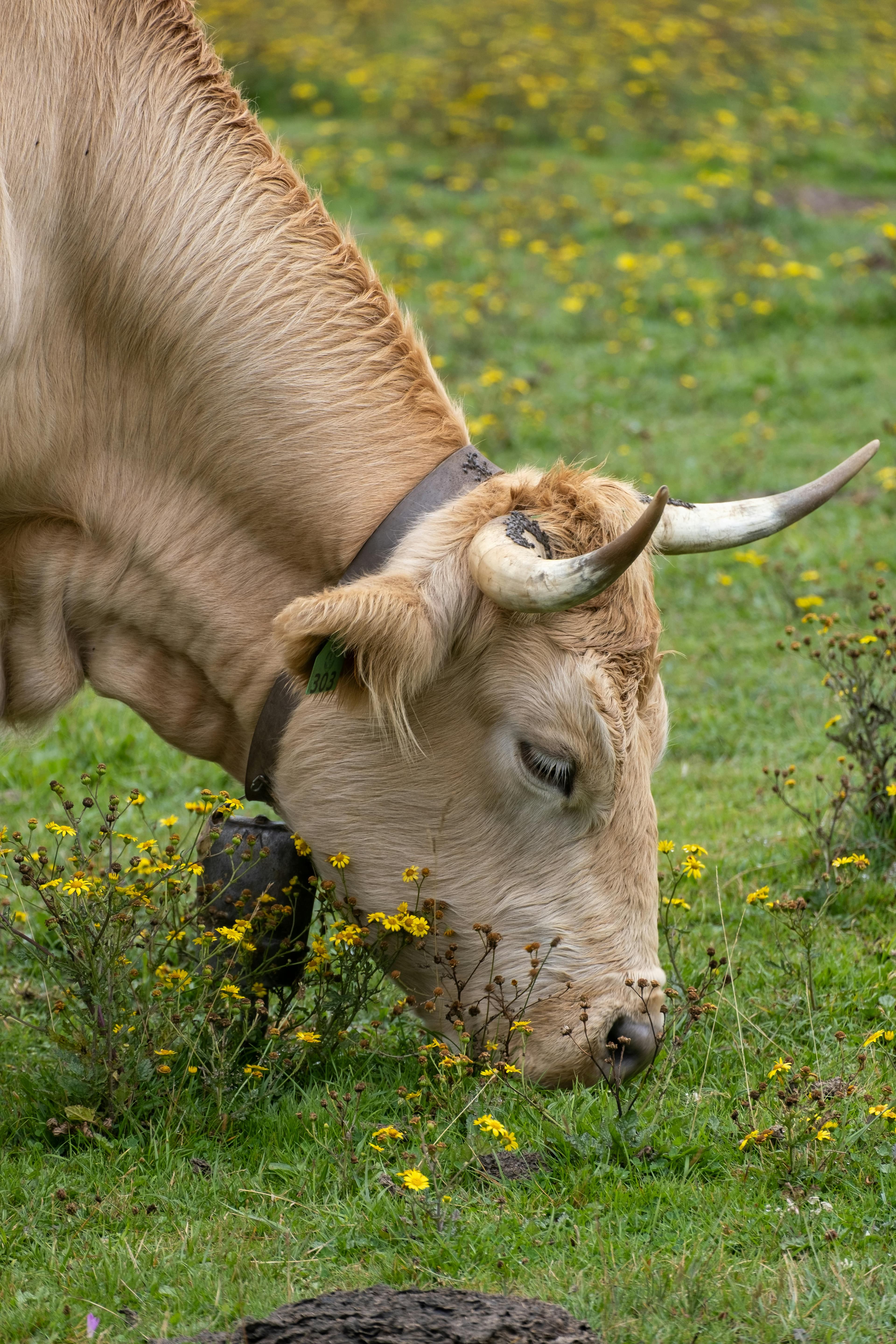 Friesian Cross Cow