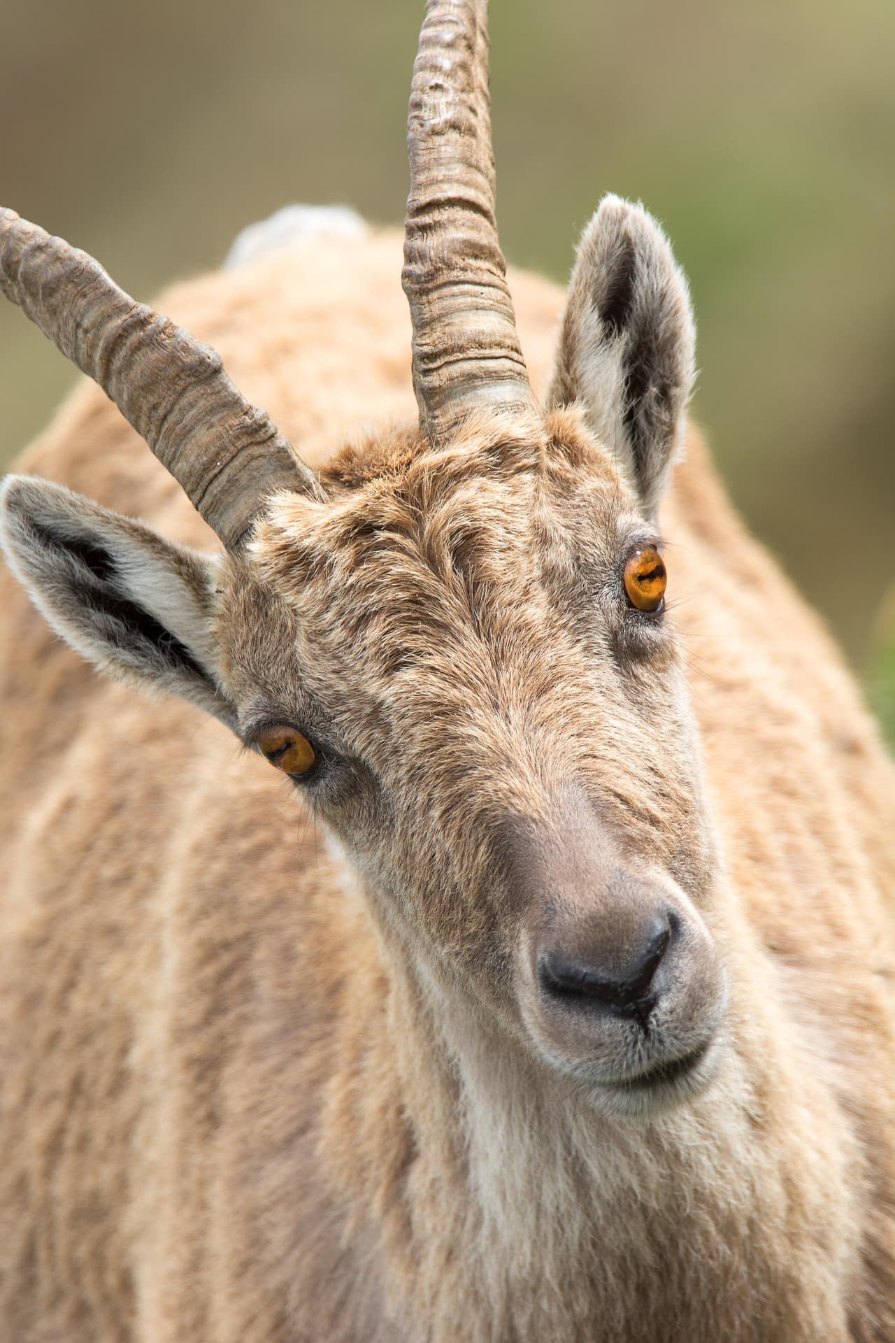 Kachhi Goat