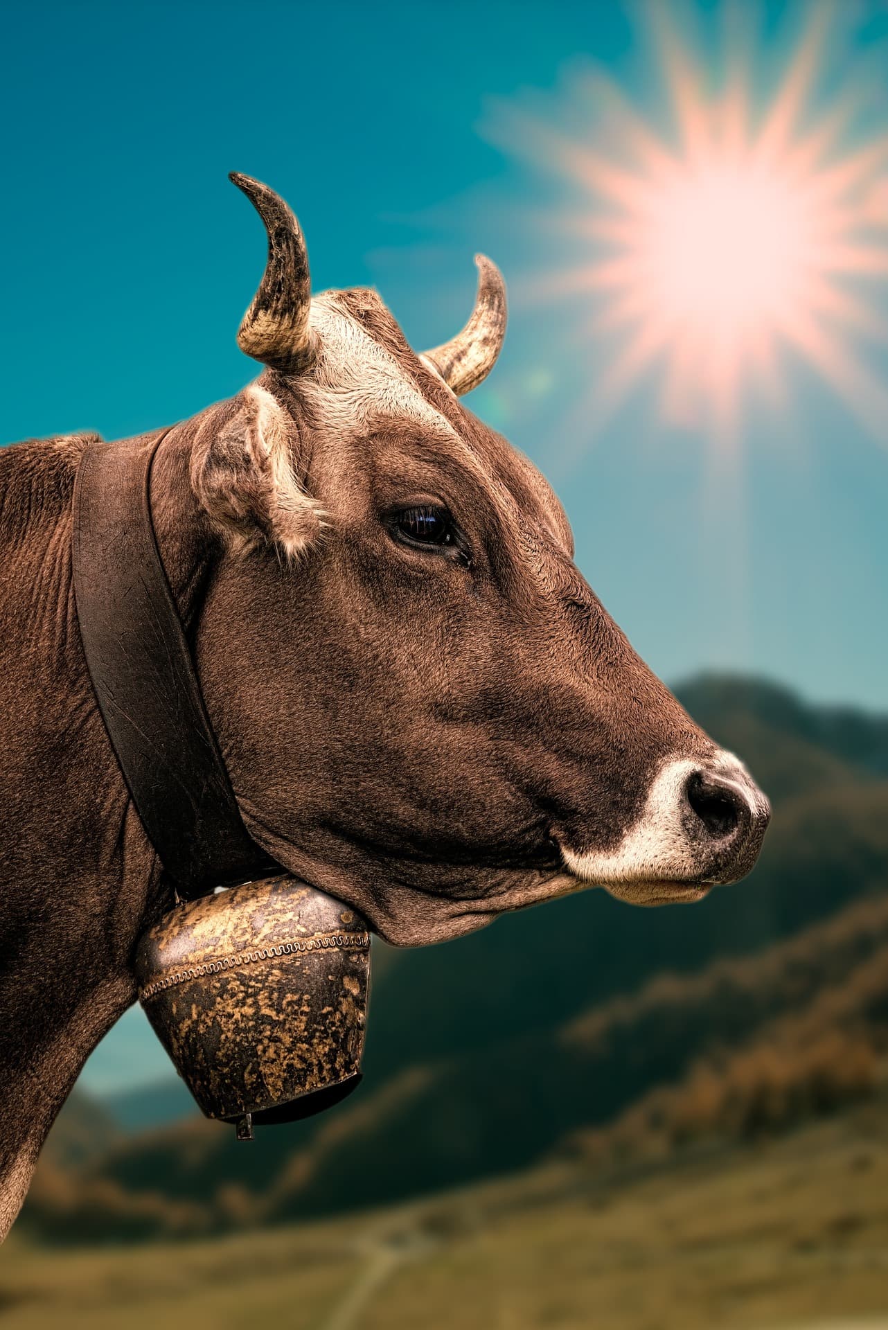 Black Bengal Cross Cow