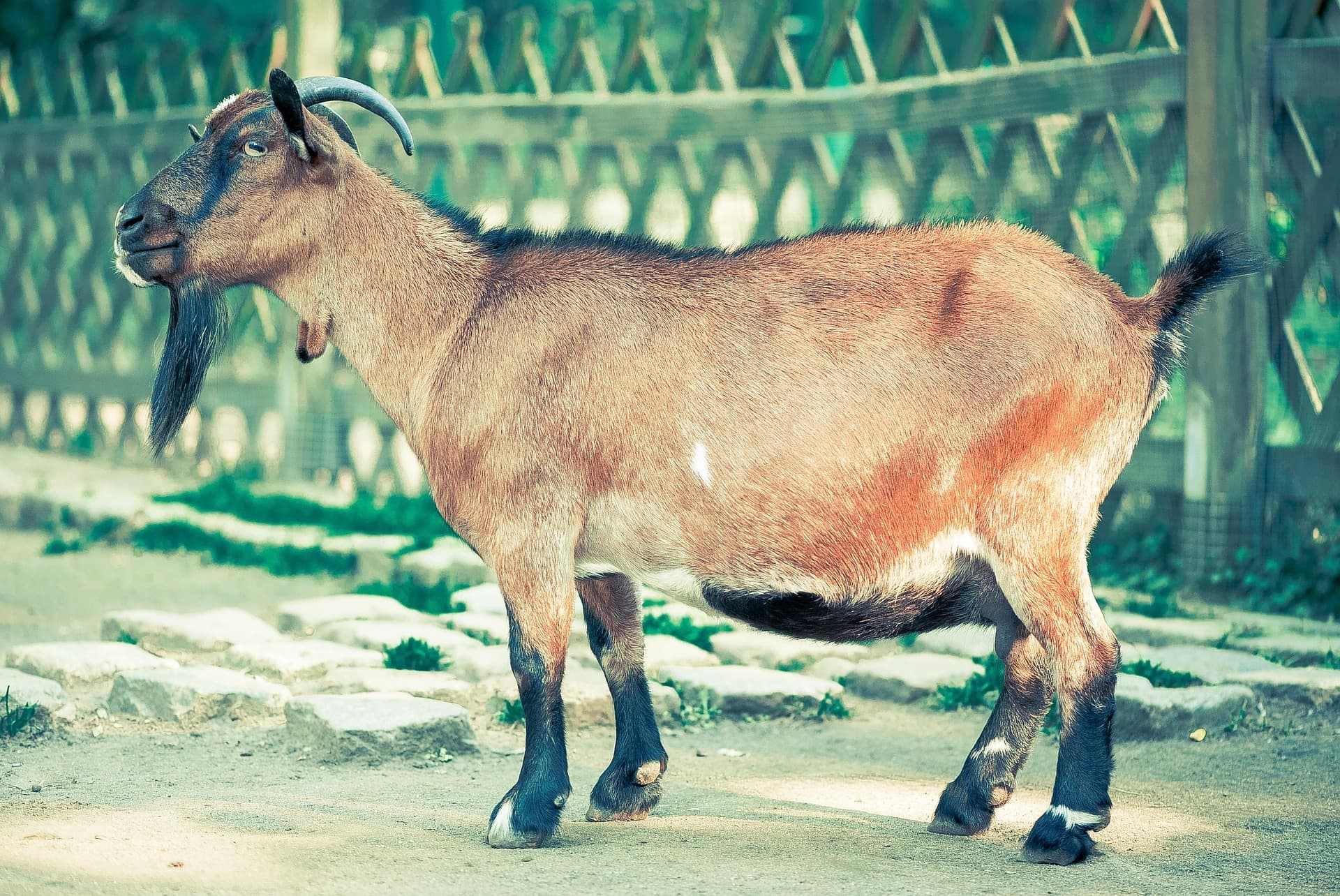 Totapuri Cross Goat