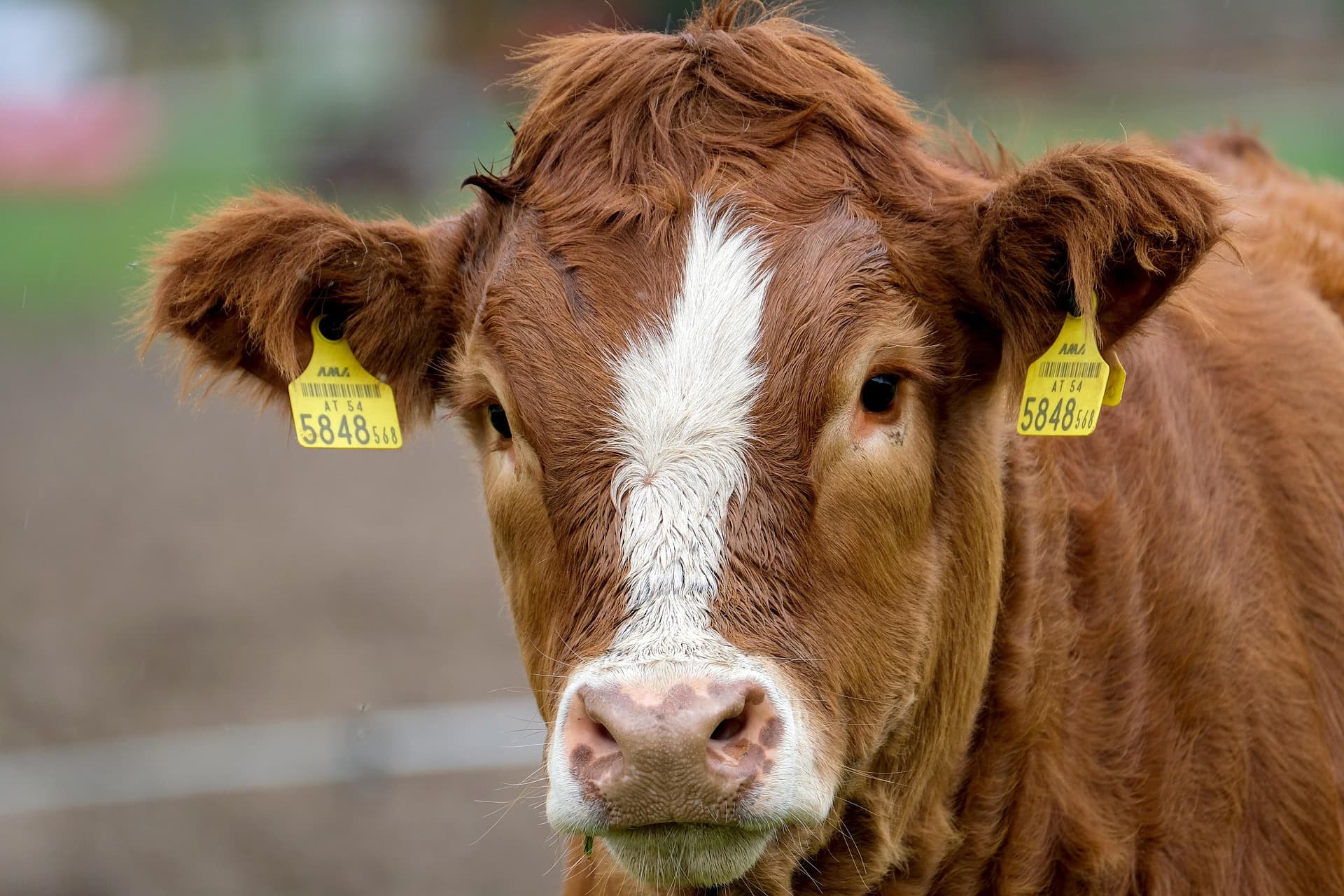 Haryanavi Cow