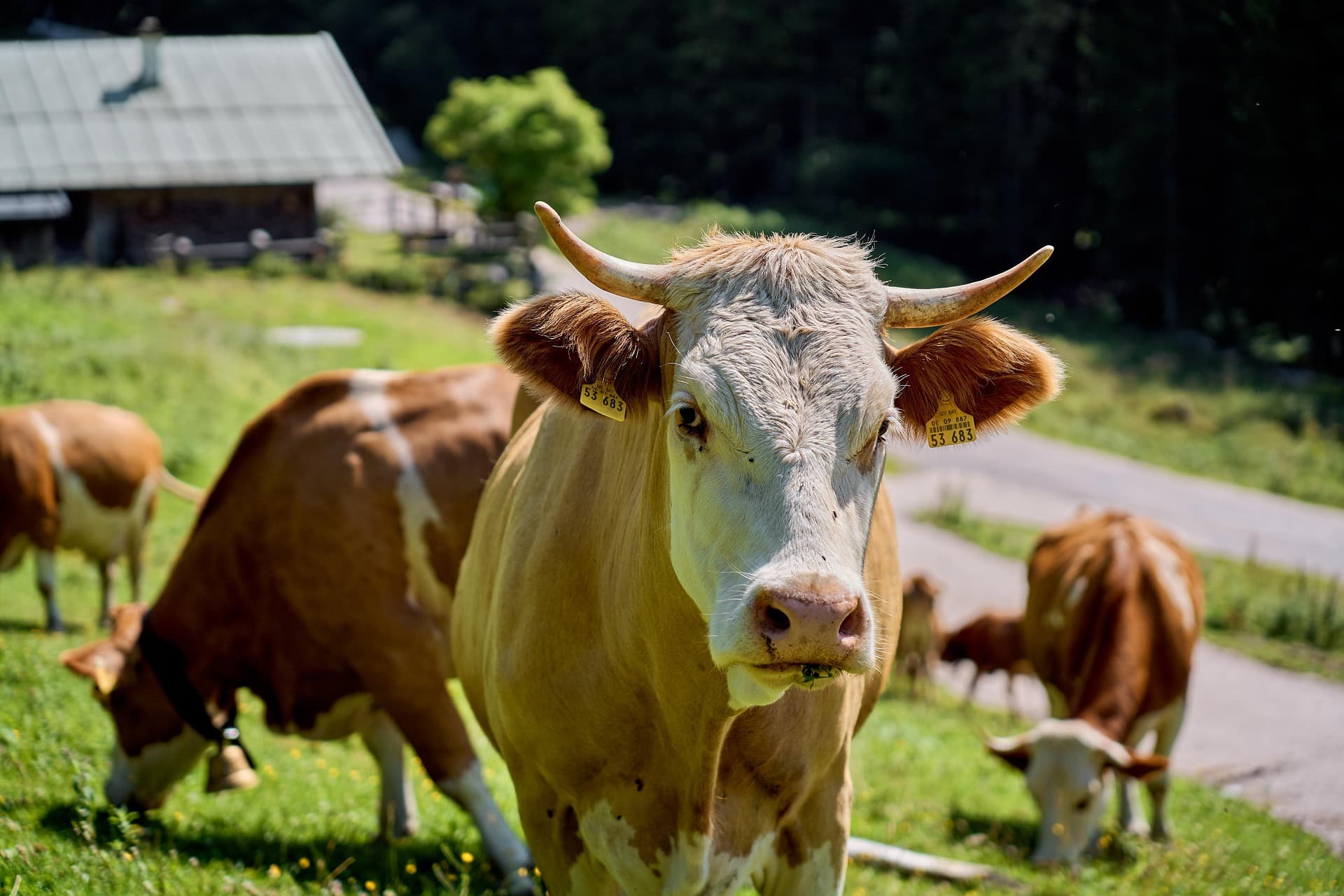 Cholistani Cow