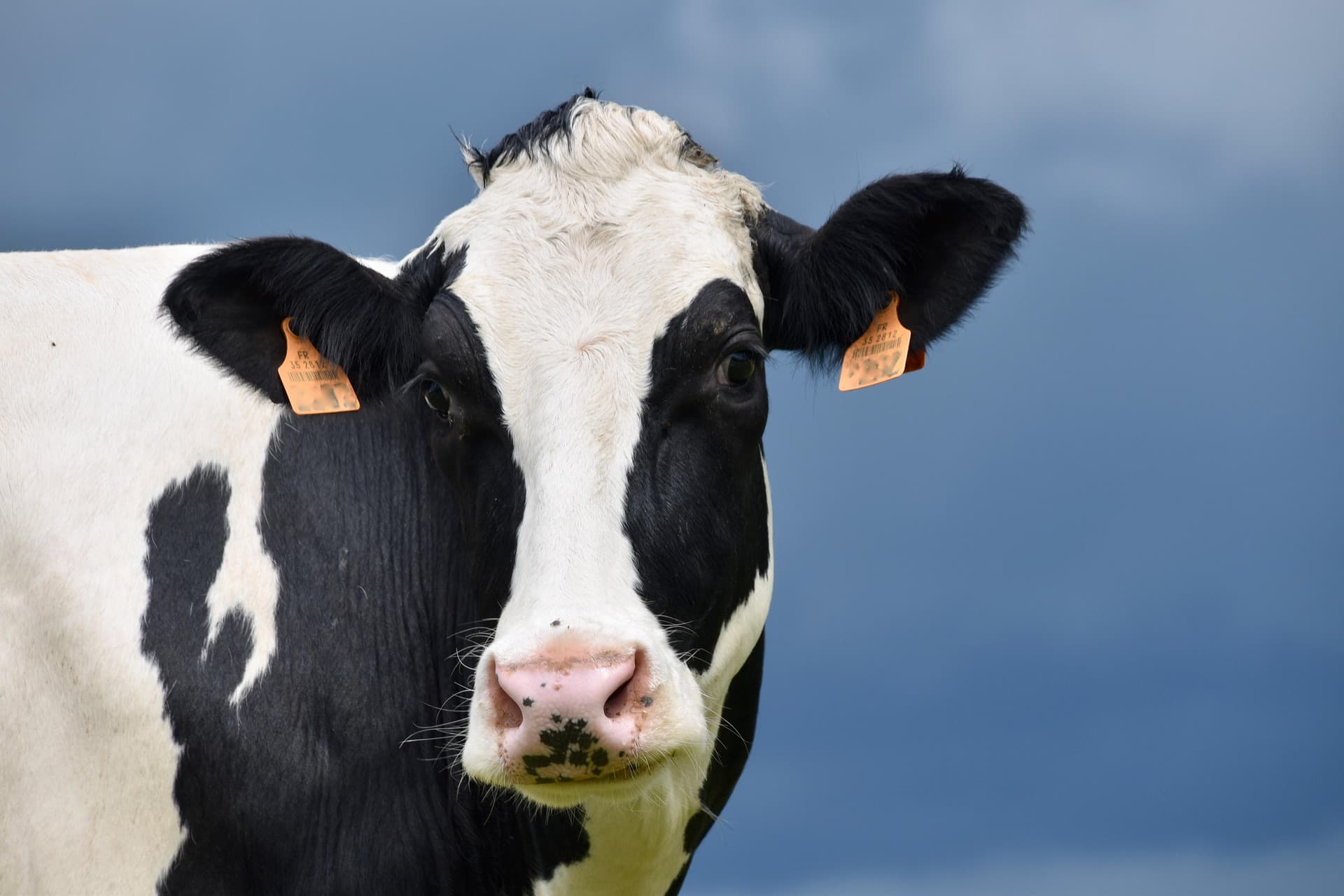 Boer Cow