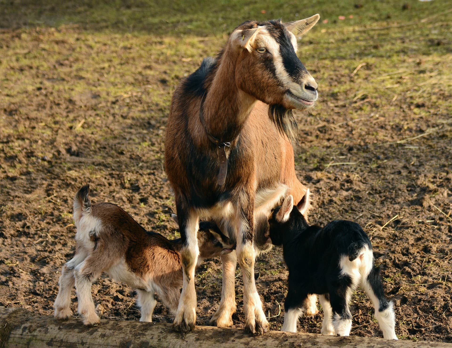 Local Deshi Goat