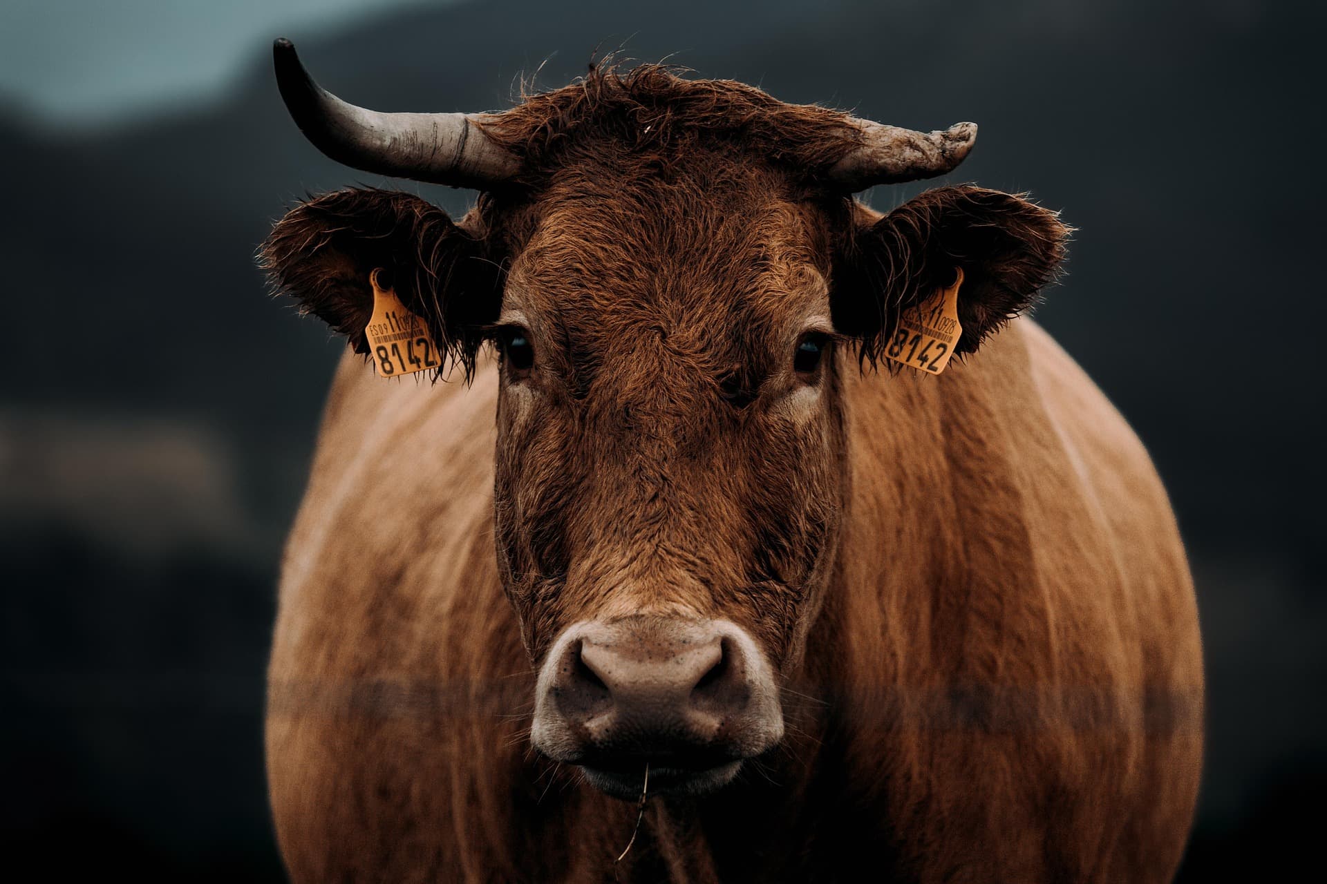Gir Bull