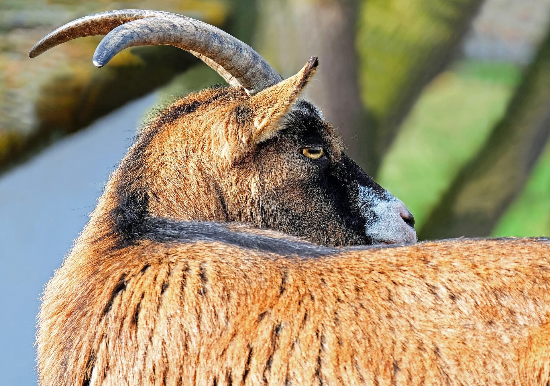 Barbari Goat