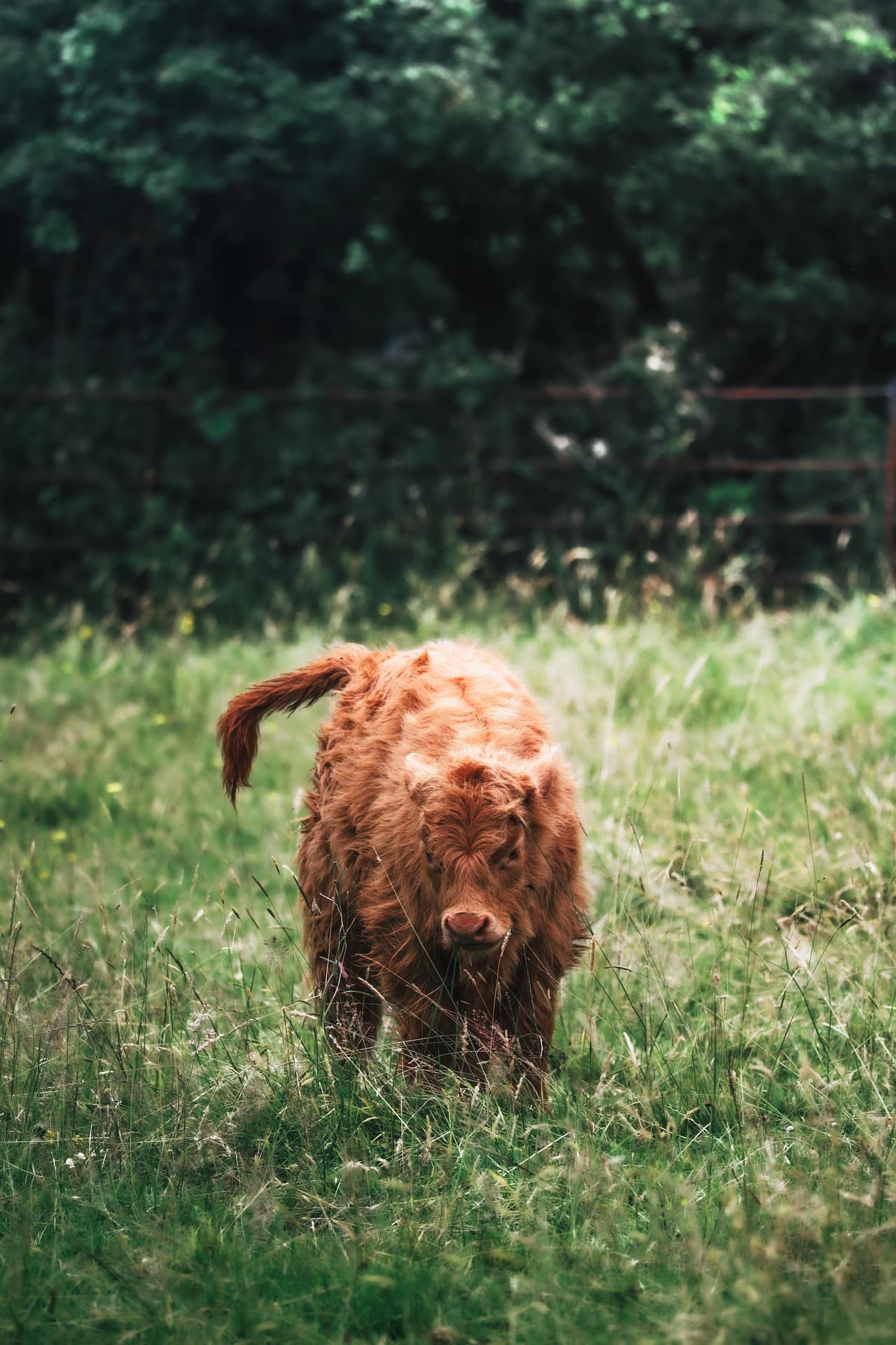 Nagori Cow