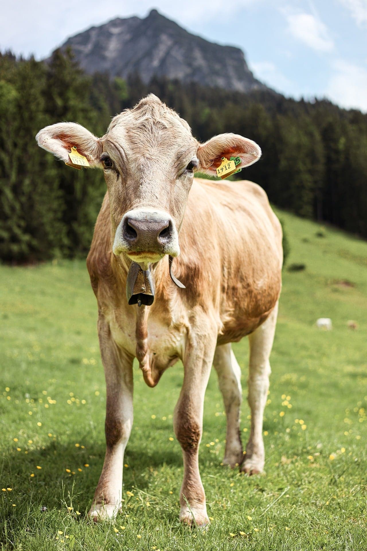 Sahiwal Cow