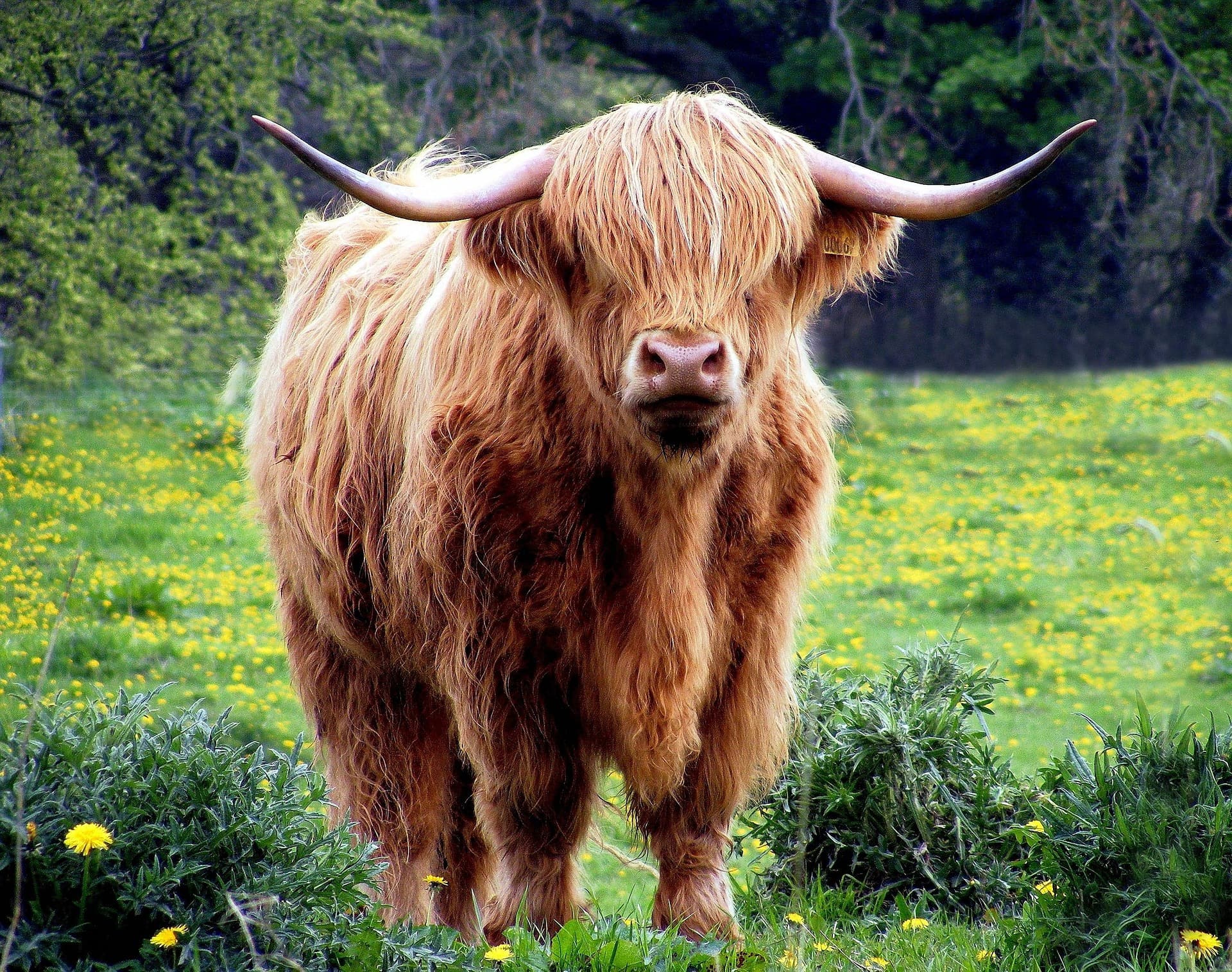 Deshi Shahi Bull