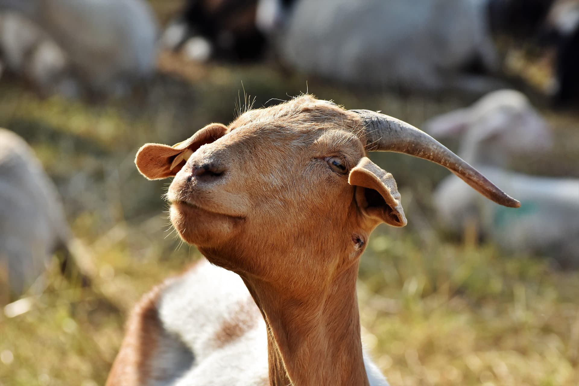 Black Bengal Goat