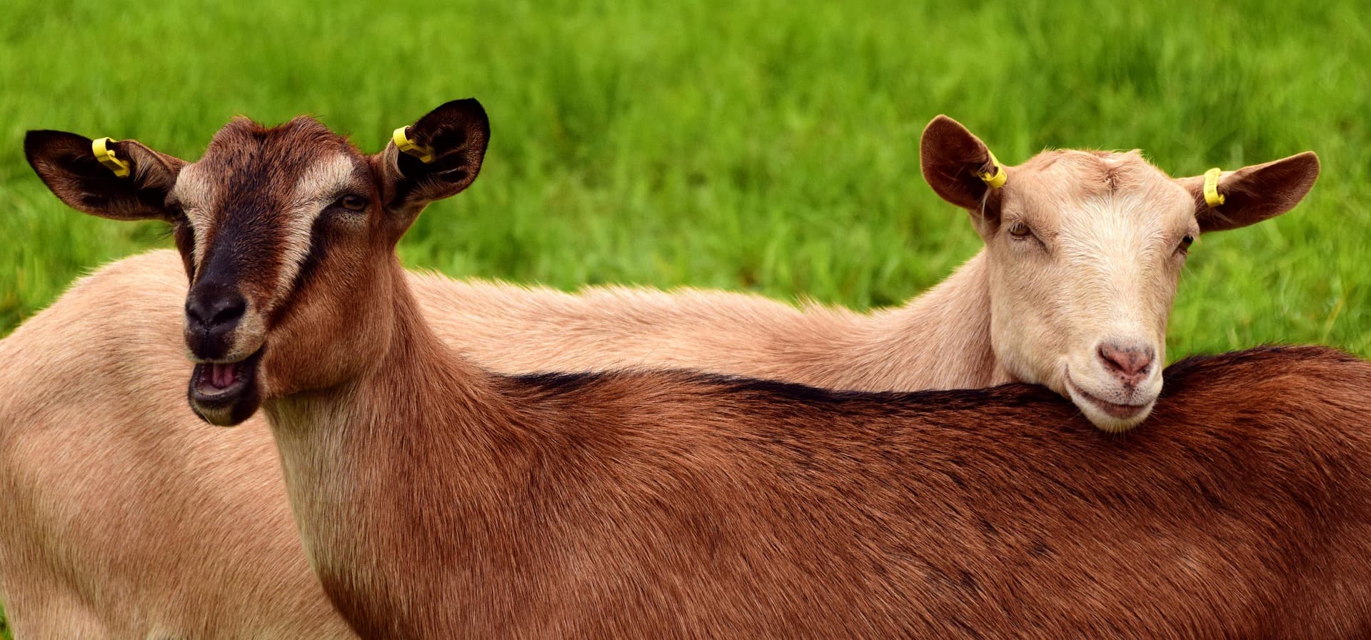 Kamori Goat