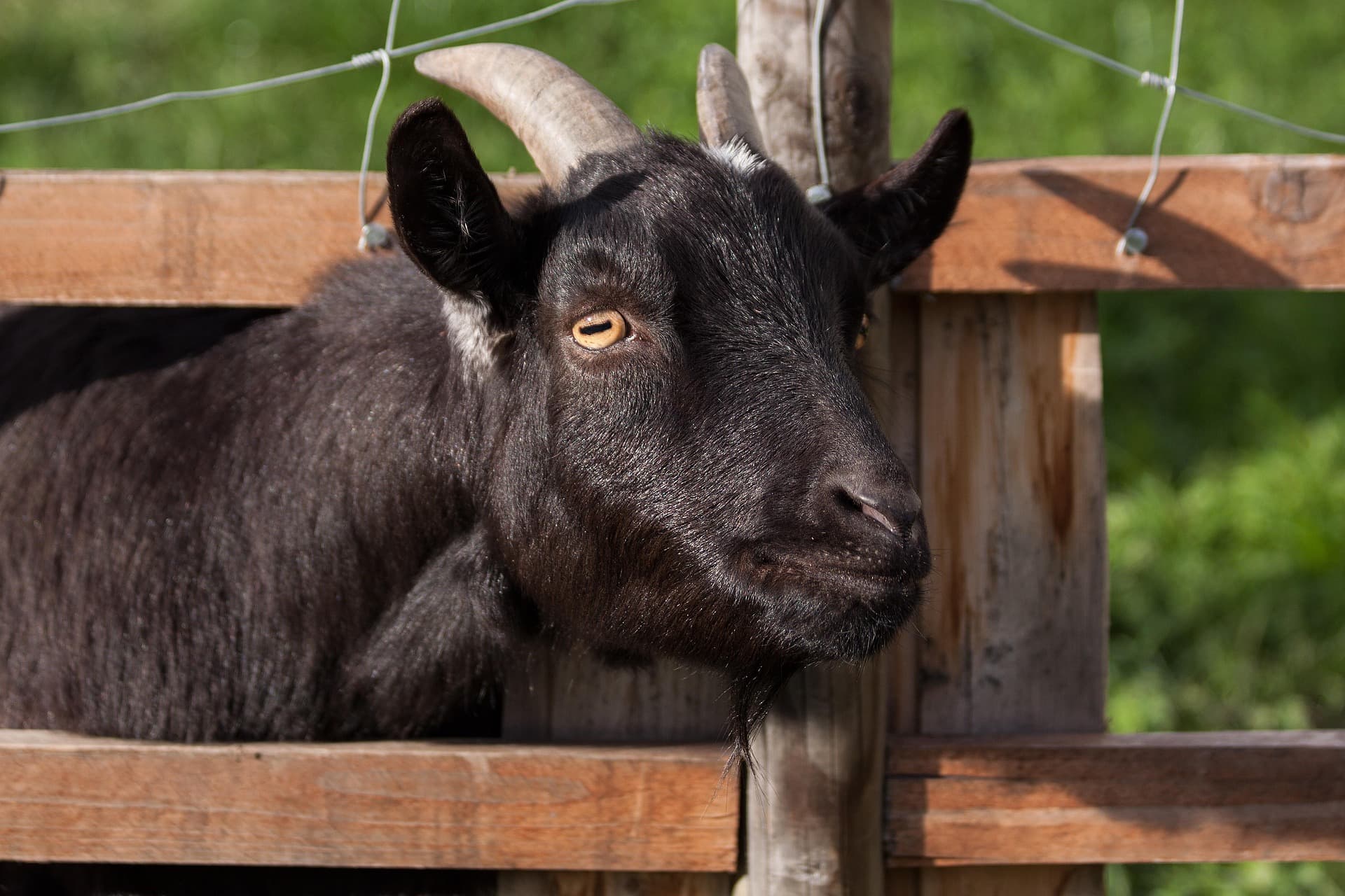 Sirohi Goat