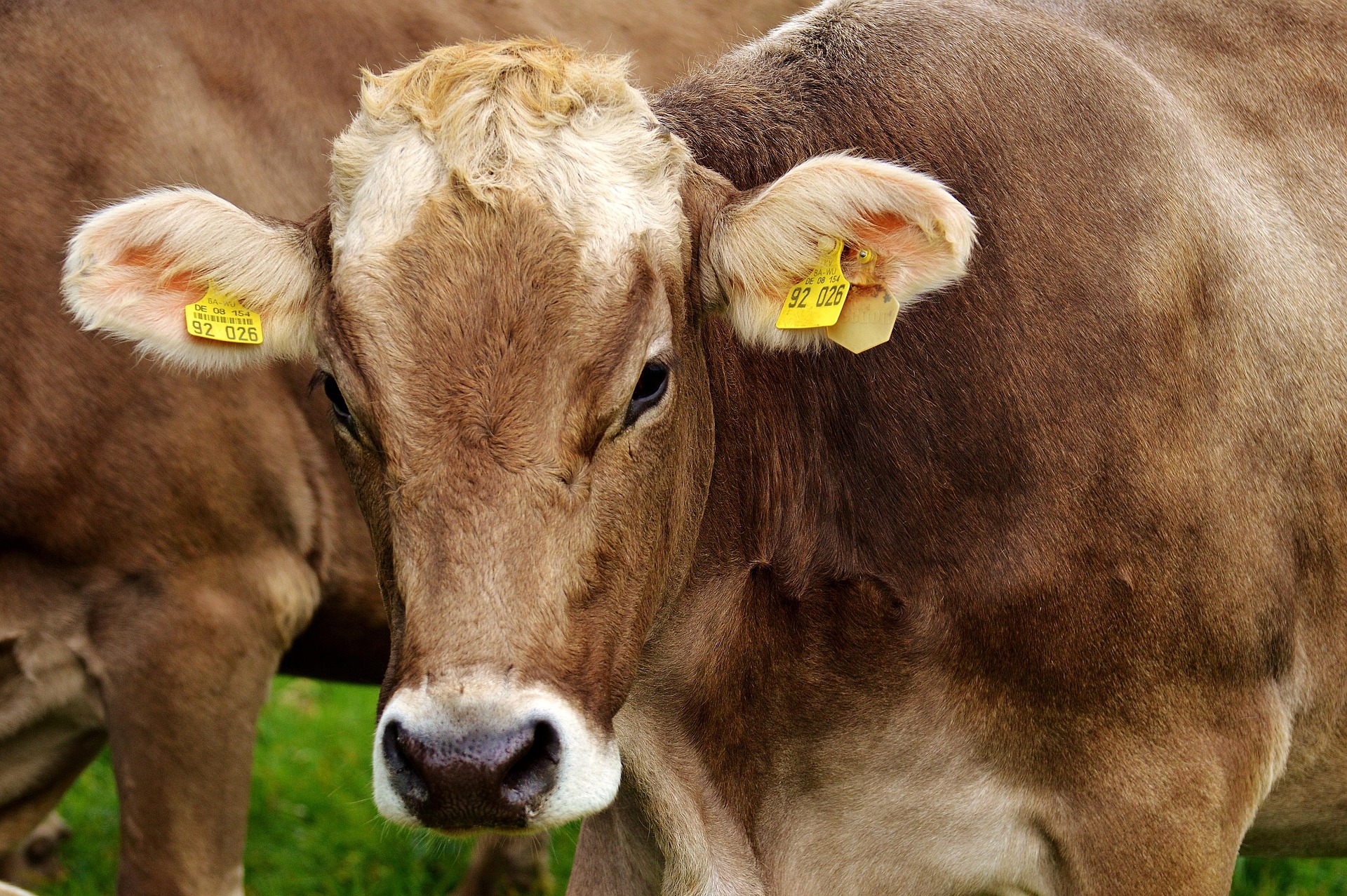 Dhanni Bull