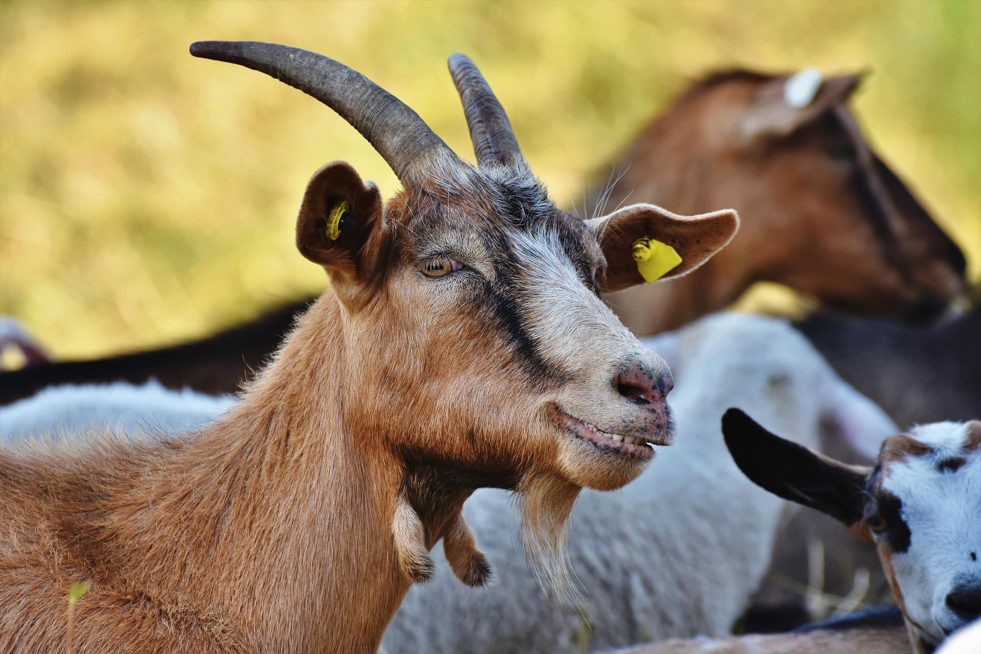 Totapuri Goat