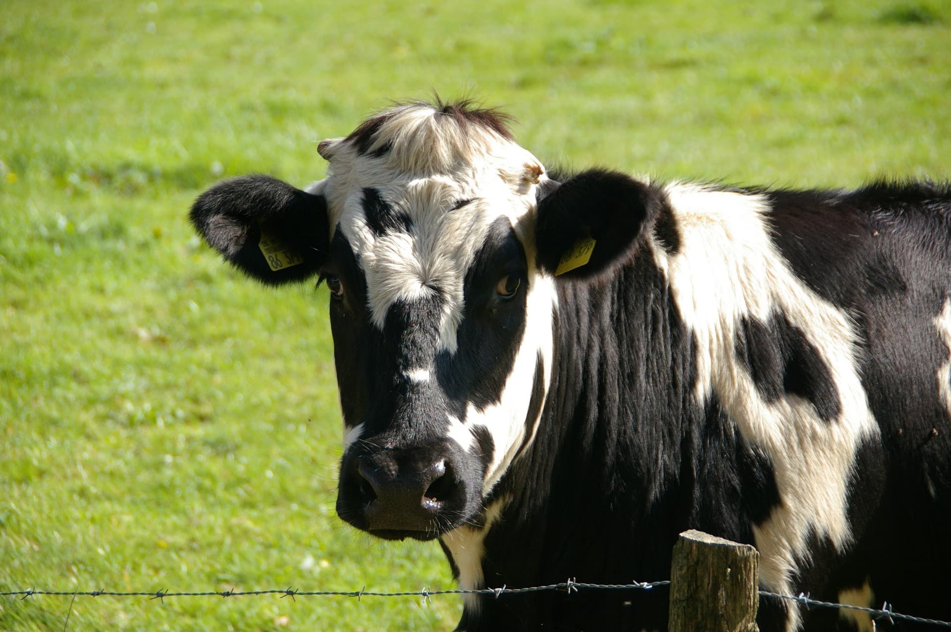 Jersey Cow
