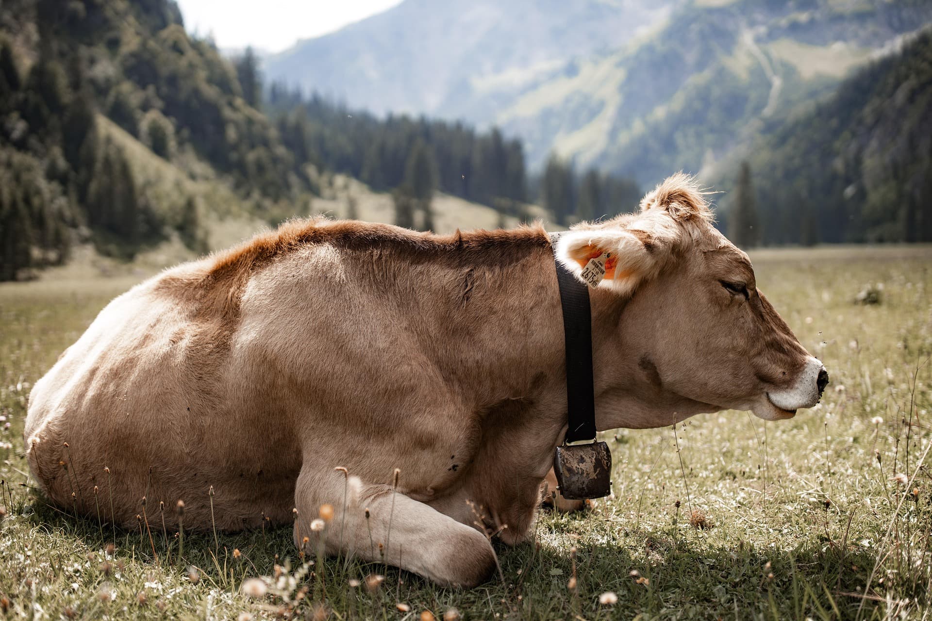 Mundi Bull
