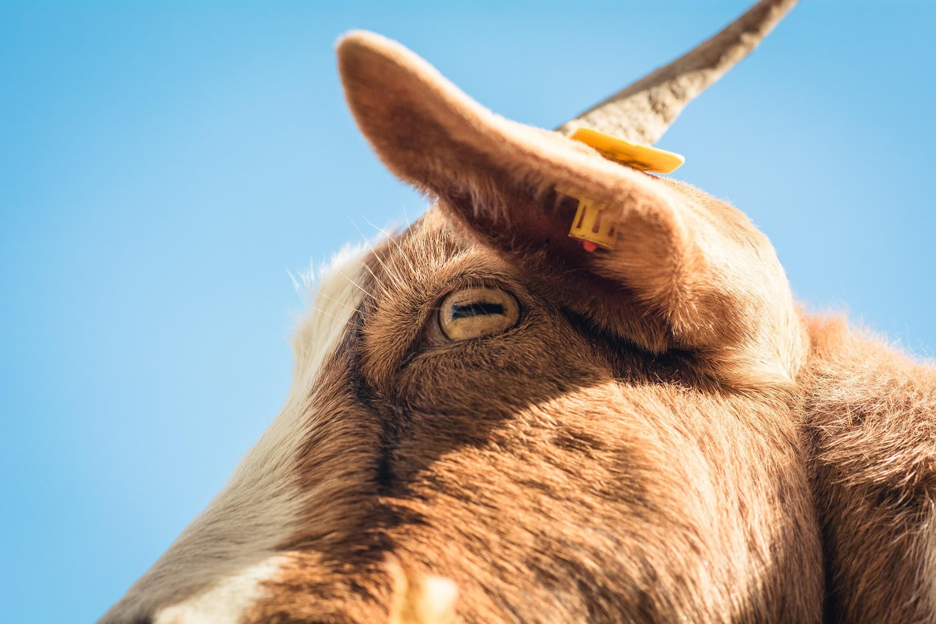 Jamunapari Cross Goat