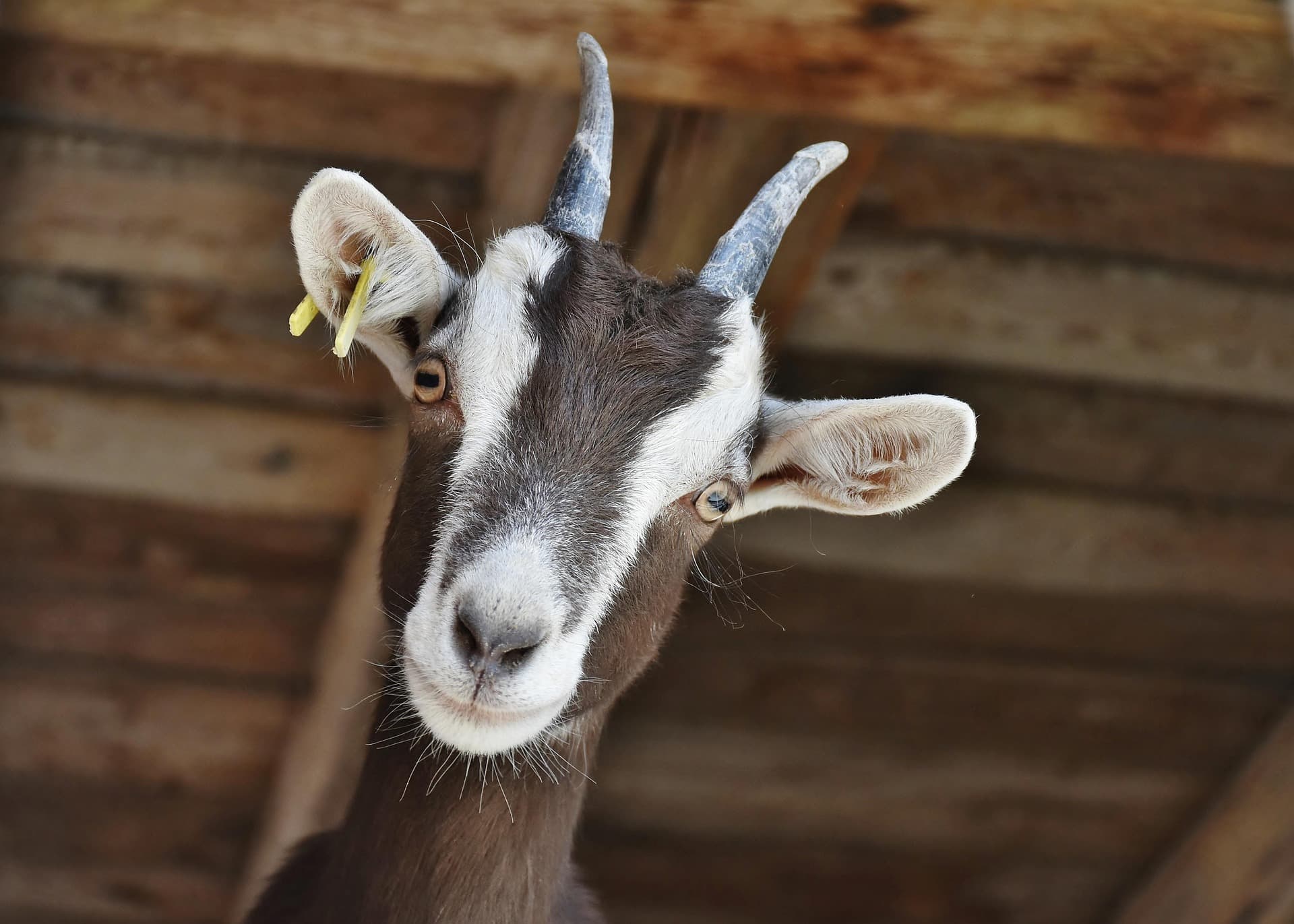 Beetal Goat