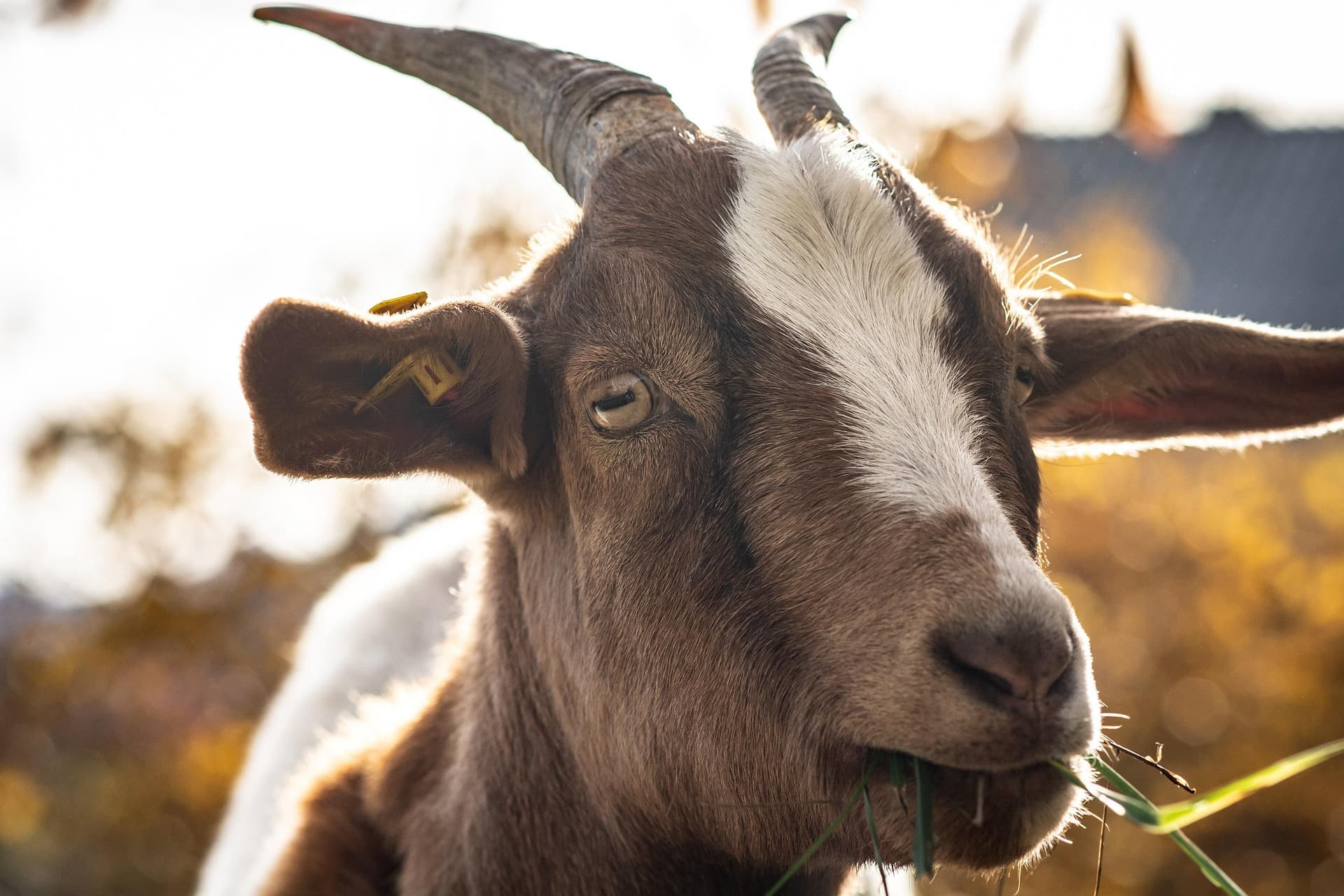Barki Goat